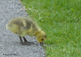 20090514 091 Canada Goose-Gosling.jpg