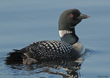 20090616 587 Common Loons.jpg