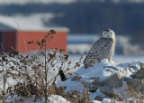 20091222 093 Snowy Owl - SERIES.jpg