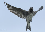 20090725 121 Purple Martin NX2.jpg