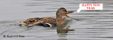 20091030 519 Mallard (F ).jpg