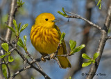 20090504 060 Yellow Warbler.jpg