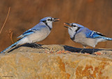 20091111 077 Blue Jays NX2, SERIES.jpg