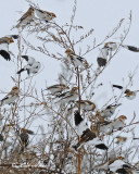20100106 458 Snow Buntings.jpg