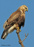 20081119 199 Rough-legged Hawk.jpg