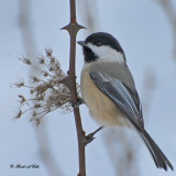 20100110 005 Chickadee.jpg