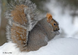 20100110 148 Squirrel SERIES.jpg