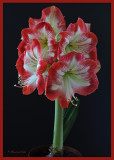 20100122 095 Amaryllis.jpg