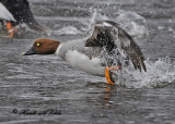 20100220 074 Goldeneyes5 NX2.jpg