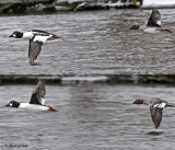 20100219 072, 73 Common Goldeneyes2b.jpg