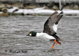 20100219 044 Common Goldeneye SERIES.jpg