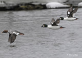 20100219 062 Common Goldeneyes.jpg