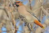 20100212 158 Bohemian Waxwing.jpg