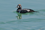 20100317 289 Harlequin Duck SERIES.jpg