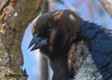 20090320 142 Brown-headed Cowbird.jpg