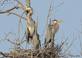 20100401 016 Great Blue Herons.jpg