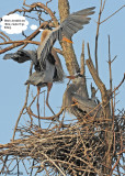 19 20100403 349 Great Blue Herons SERIES.jpg