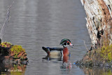 20100412 191 Wood Ducks SERIES.jpg