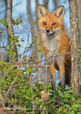 20100420 075 Red Fox SERIES.jpg