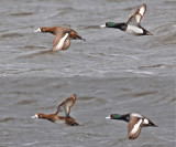 20090501 090 88 Lesser Scaup.jpg