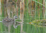 20090630 341 Pied-billed Grebes.jpg