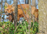 20100420 303 Red Foxes SERIES.jpg