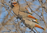 20100212 227 Bohemian Waxwings.jpg