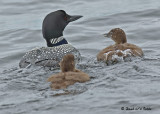 20070707 D200 017 Common Loons .jpg