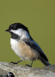 200710116 223 Chickadee.jpg