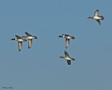 20071025 010 Hooded Mergansers.jpg