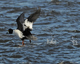 20080402 109 Goldeneye SERIES.jpg