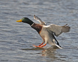 20080403 024 Mallard SERIES.jpg