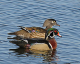 20080407 305 Wood Ducks SERIES.jpg