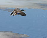 20080407 086 Mallard SERIES.jpg