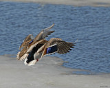 20080407 101 Mallards SERIES.jpg