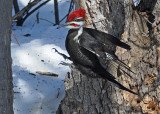 20080402 558 Pileated Woodpecker SERIES.jpg