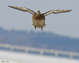 20080408 153 Mallard SERIES.jpg