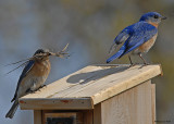 20080425 172 Eastern Bluebirds.jpg