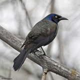 20080429 026 Common Grackle.jpg