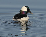 20080424 096 Bufflehead.jpg