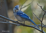 20071110 023 Blue Jay.jpg