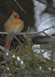 20071205 182 Northern Cardinal xxx.jpg