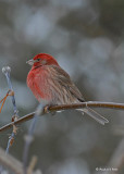20071205 209 House Finch2 xxx.jpg