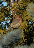 20071210 032 House Finch (male)1 xxx.jpg