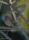 20071210 072 House Finch (male & female) xxx.jpg
