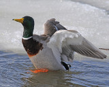 20080408 183 Mallard xxx.jpg