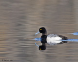 20080418 522 Lesser Scaup2 xxx.jpg