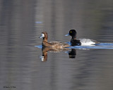 20080418 586 Lesser Scaup.jpg