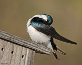 20080425 148 Tree Swallow xxx.jpg