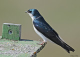 20080425 330 Tree Swallow xxx.jpg